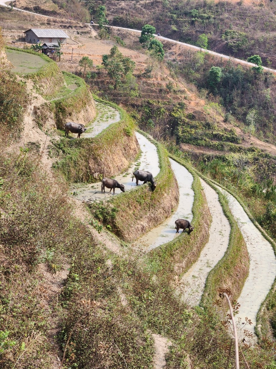 Epic 15-Day Ha Giang to Sapa Mountain Bike Tour
